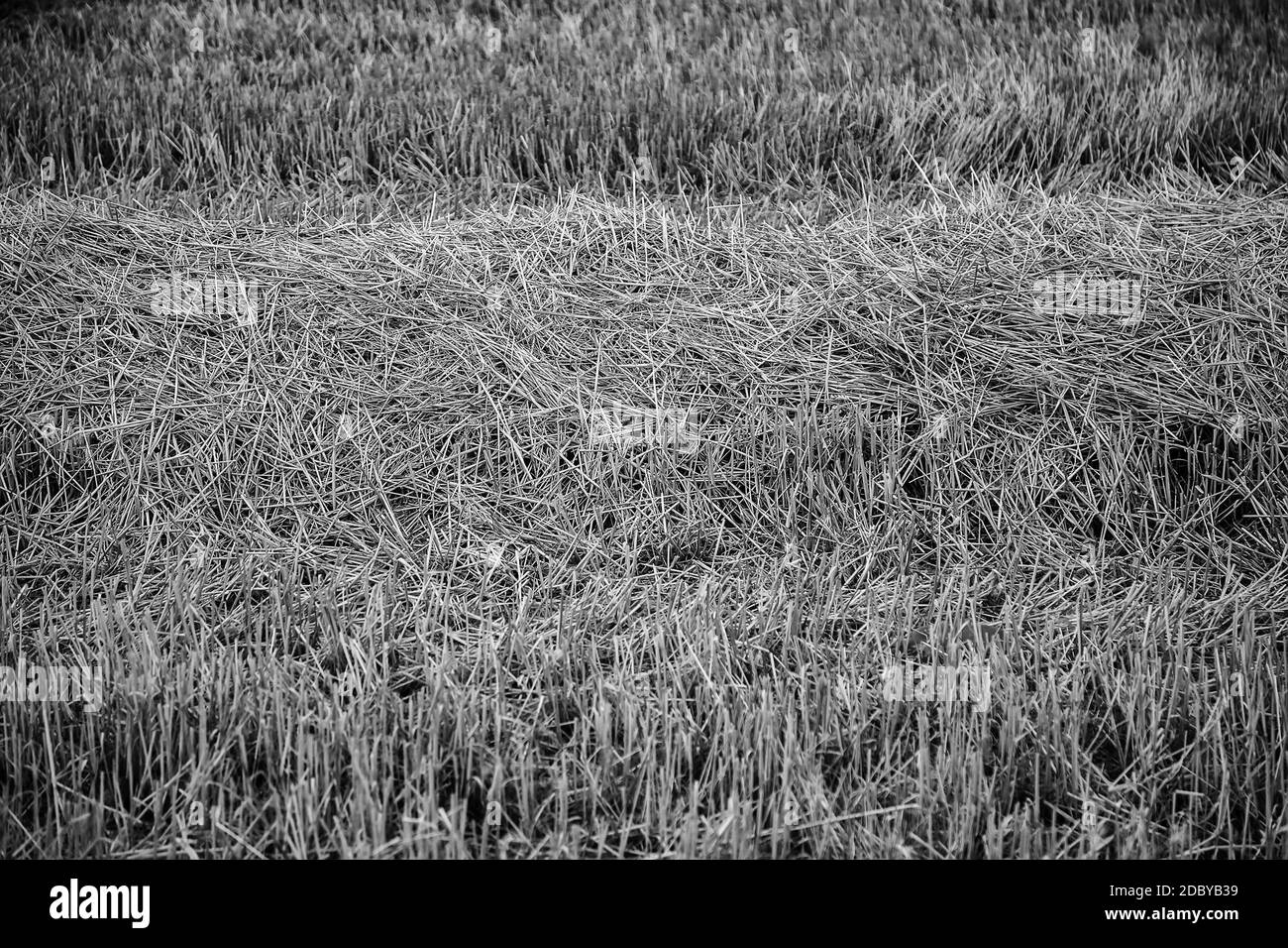 Weizenfeld Hintergrund, Landwirtschaft und Getreide Detail Stockfoto