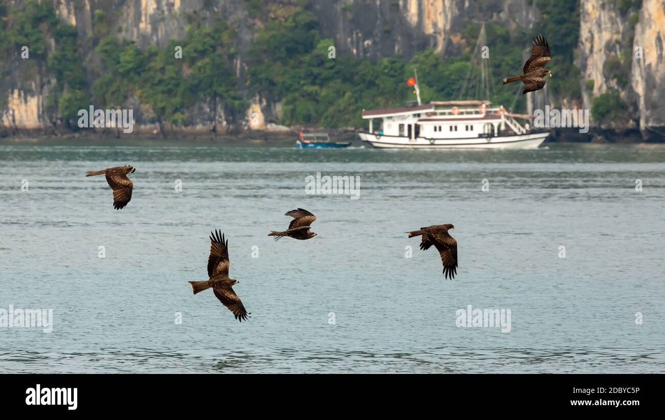 Black Kite in der Halong Bay von Vietnam Stockfoto