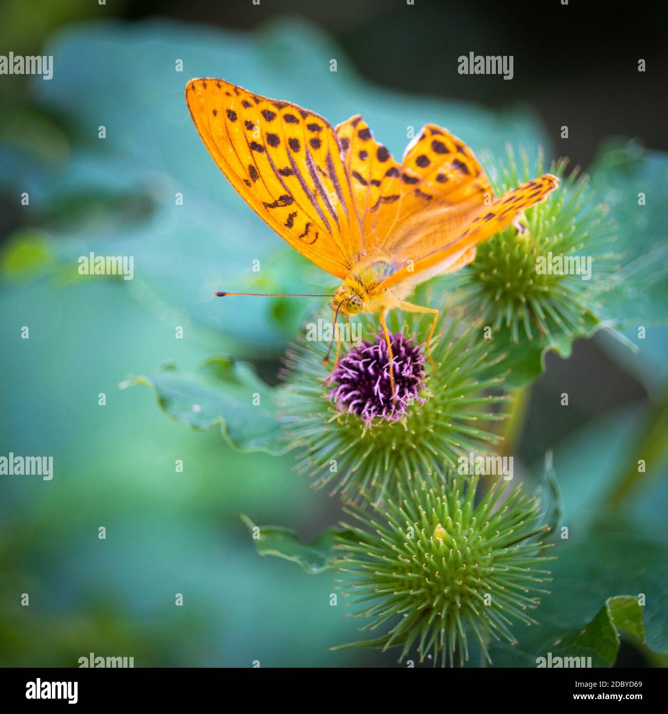 Kaiserlicher Mantel Schmetterling auf einer Distel Stockfotografie - Alamy