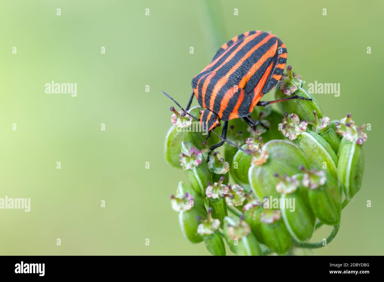 Käfer graphosoma lineatum - gestreifte Käfer im Wald auf grüner Pflanze. Europa, Tschechische Republik Tierwelt Stockfoto