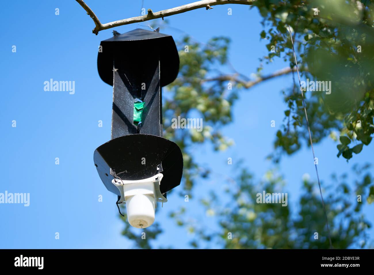 Pheromonfalle zum Nachweis des asiatischen Langhornkäfer (Anoplophora glabripennis) Im Quarantänegebiet in Magdeburg in Deutschland Stockfoto