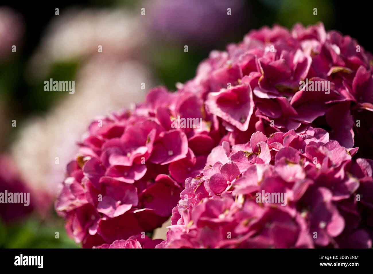 Nahaufnahme von einem Rosa Hortensie Stockfoto