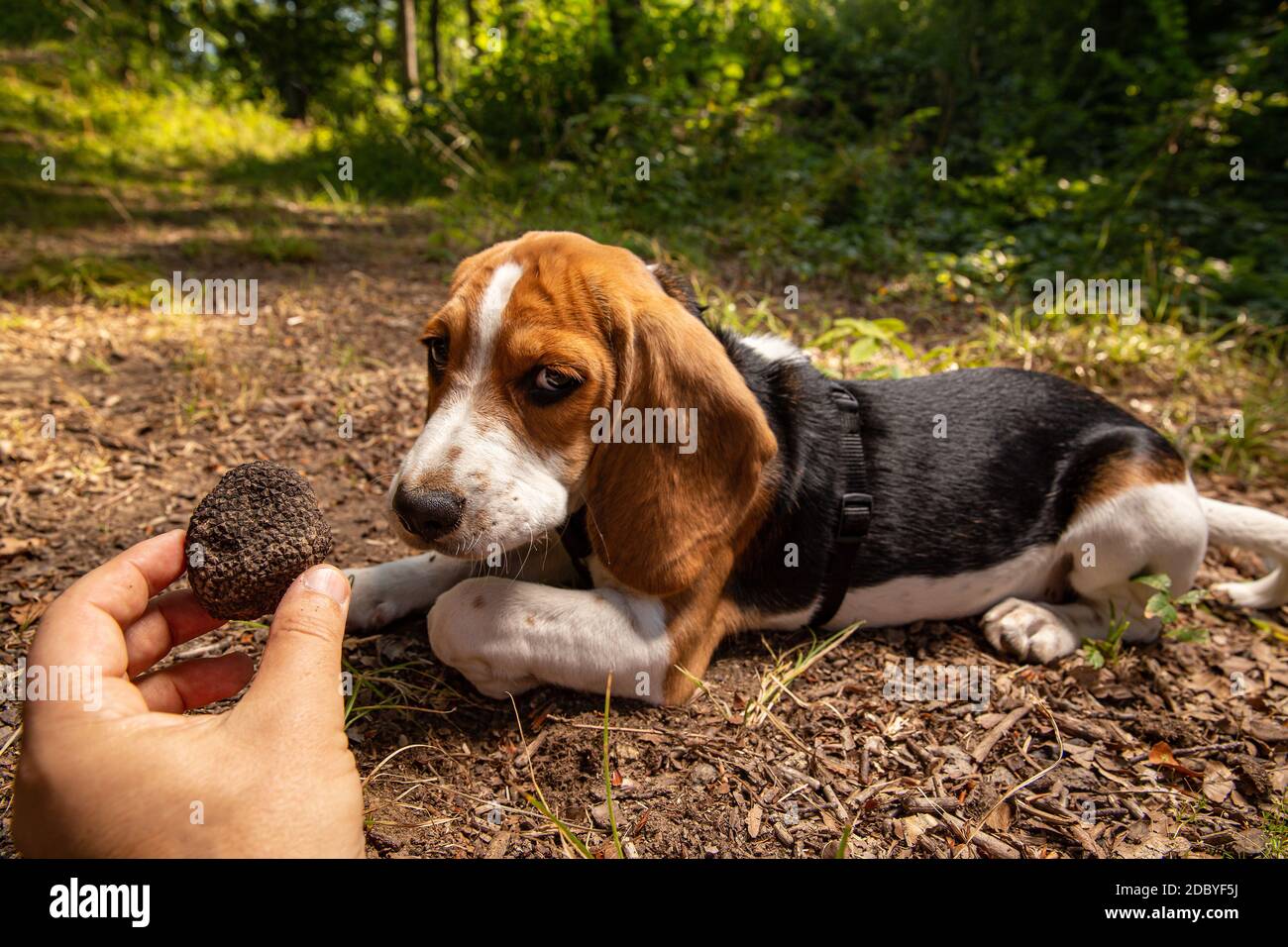 Erfolgreiche Pilztrüffeljagd mit ausgebildetem Hund. Mann hält Trüffel in den Händen Stockfoto