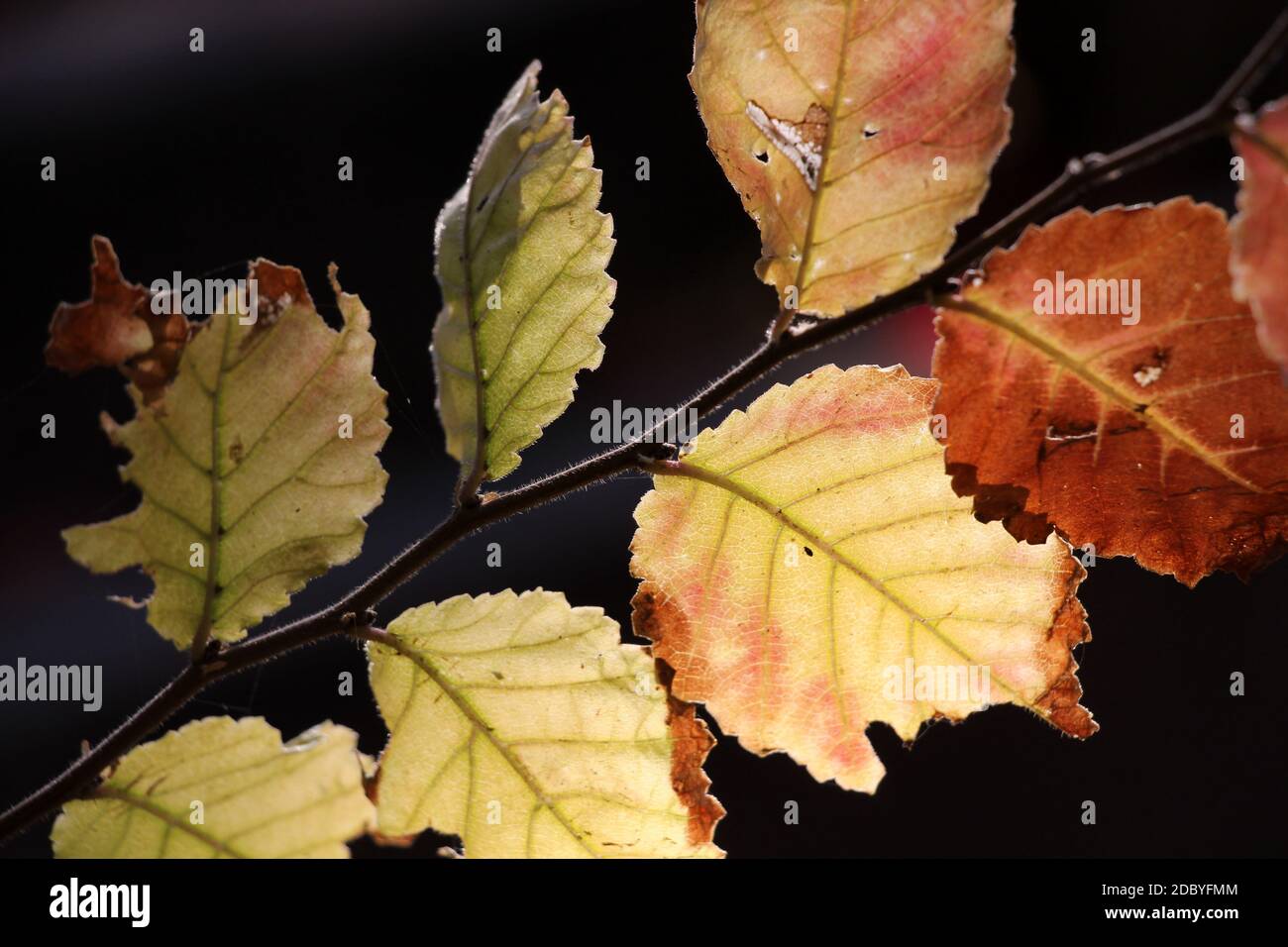 Baum Blätter, die Farbe im Herbst ändern. Bunte Blätter im Gegenlicht. Pflanzen Sie Blätter, um den Hintergrund zu entsprechen. Stockfoto