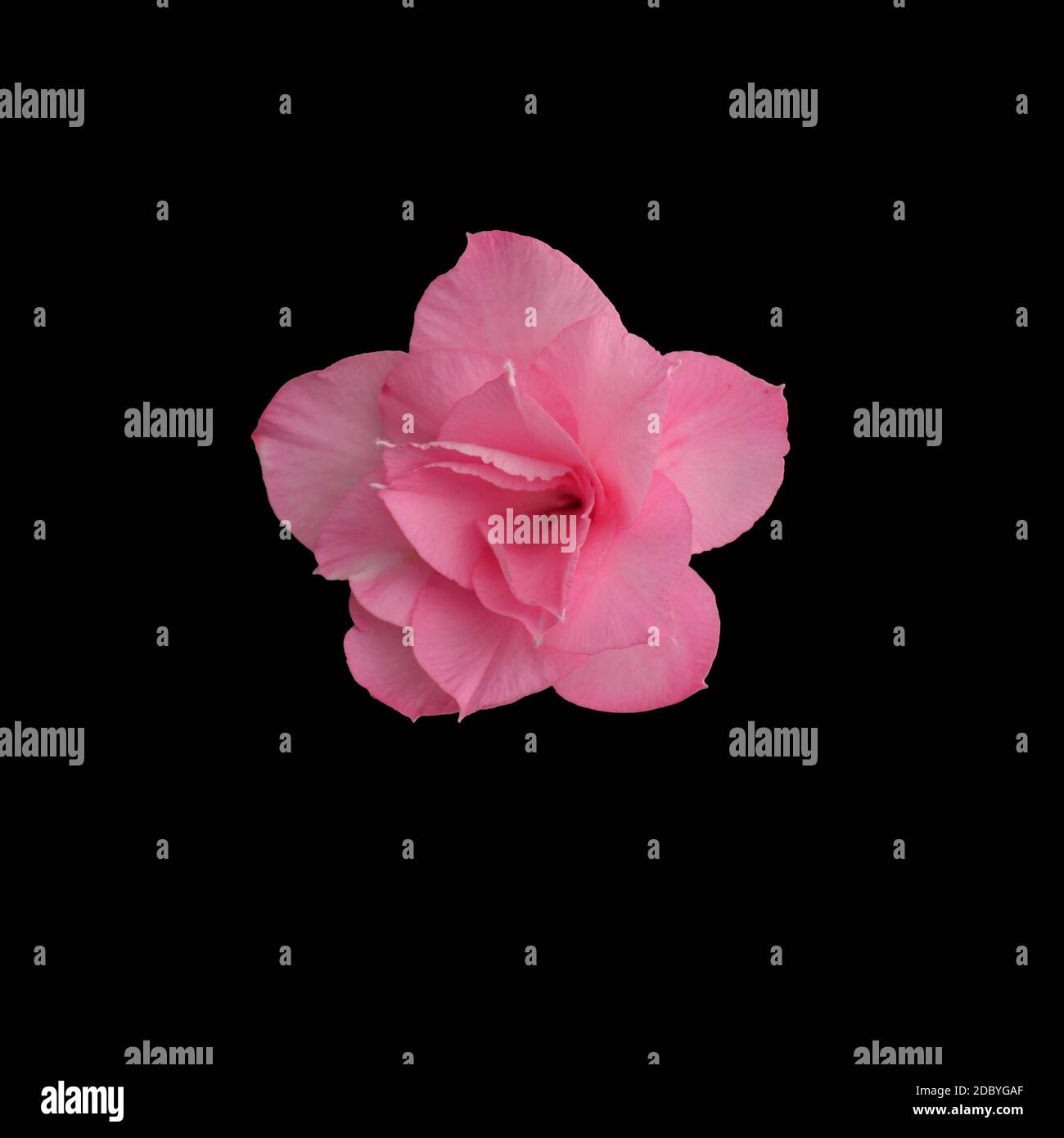 Rosa Blume isoliert auf dem schwarzen Hintergrund und Textur. Stockfoto