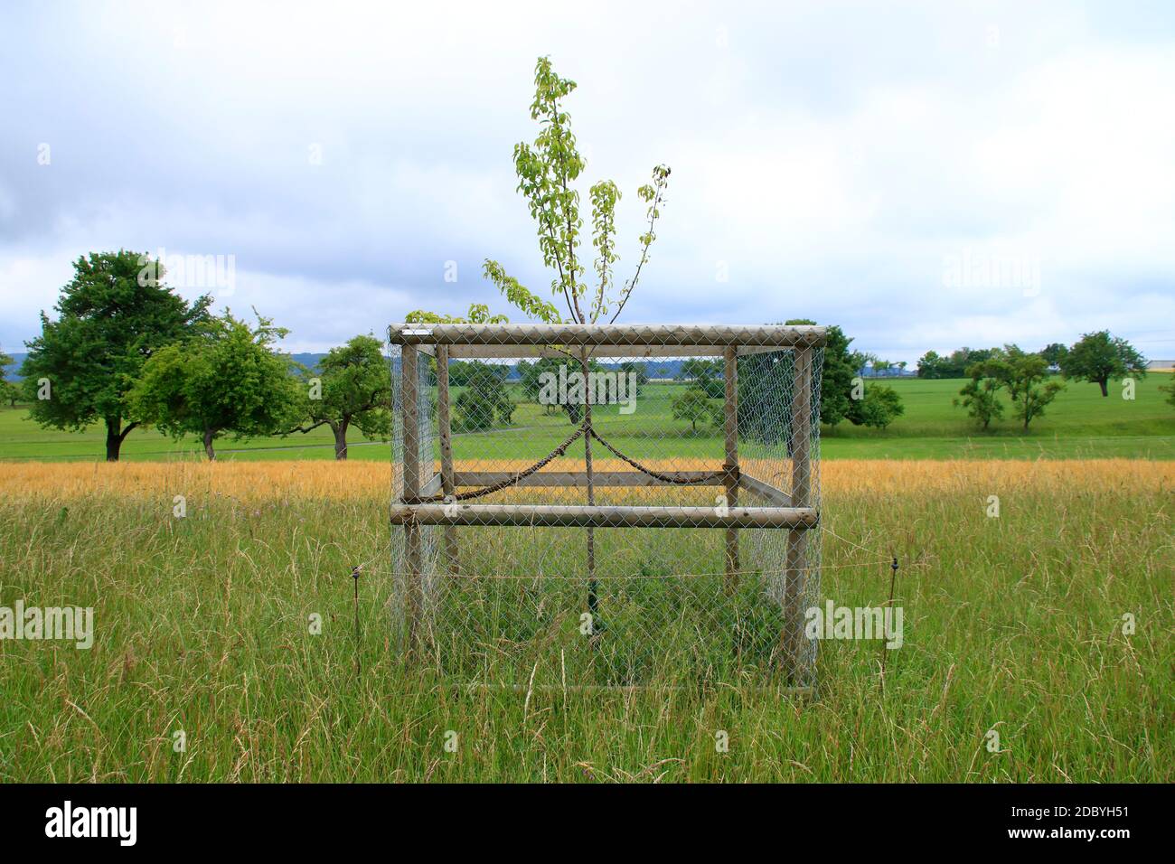 Junger Baum wurde mit einem Zaun durch Biss durch gesehen Tiere Stockfoto