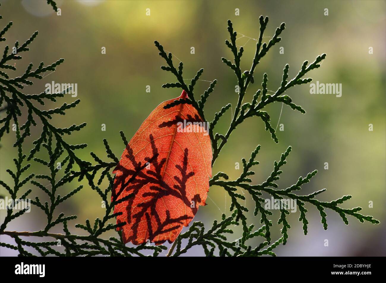 Baum Blätter, die Farbe im Herbst ändern. Bunte Blätter im Gegenlicht. Pflanzen Sie Blätter, um den Hintergrund zu entsprechen. Stockfoto