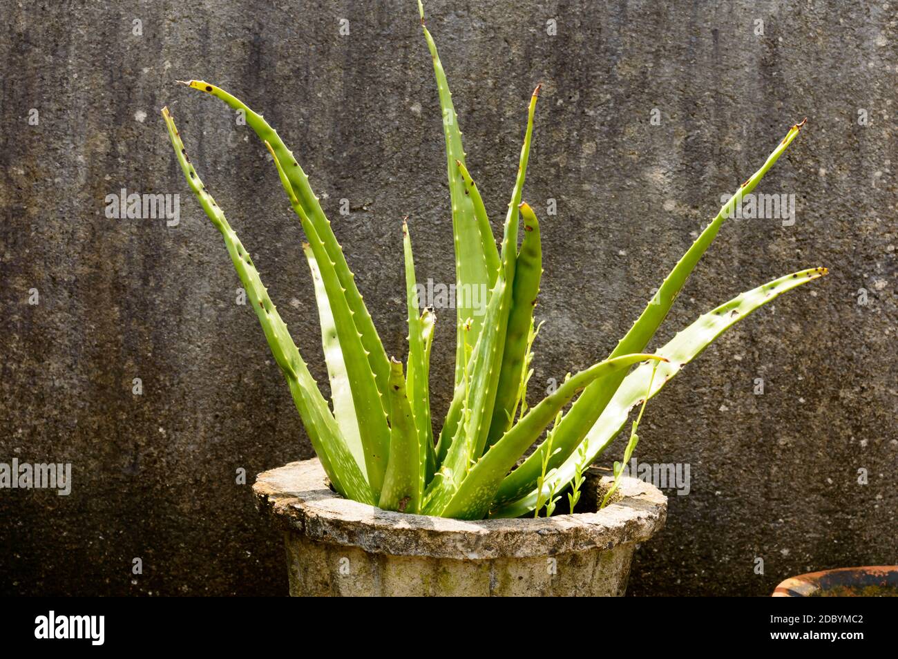 Haus Pflanzen Knollen. Zimmerpflanze Aloe Vera Pflanze mit grünen Blättern  in direktem Sonnenlicht vor grungy isolierten Hintergrund. Designelement.  Platz kopieren roo Stockfotografie - Alamy