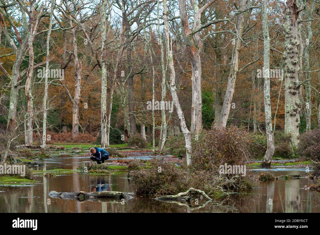 New Forest, Großbritannien, 17. November 2020. Ein Mann fotografiert überschwemmten Wald im New Forest, Hants. Nach mehreren Tagen wechselndem Wetter, einschließlich heftiger Regenfälle, sind Flüsse und Wasserstraßen gesättigt und geschwollen, was zu einigen lokalisierten Überschwemmungen während der vom Met Office als "Achterbahnwoche" für Großbritannien bezeichneten Zeit führte. Stockfoto