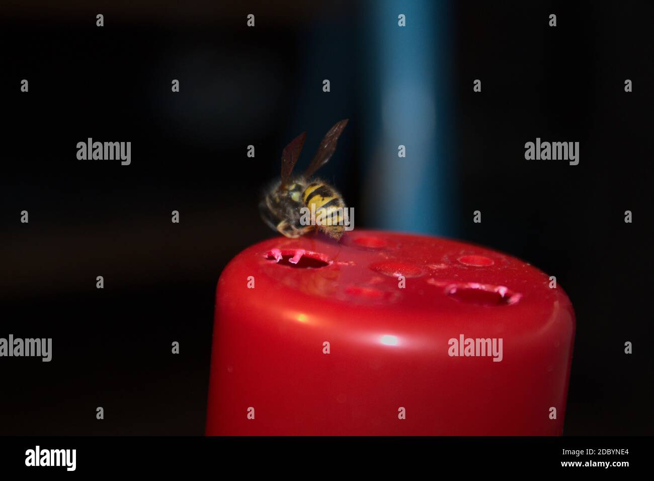Biene auf einem roten Deckel Stockfoto