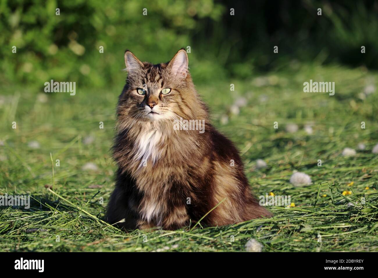 Eine hübsche Norwegische Waldkatze, die in der Abendsonne sitzt Im gemähten Feld Stockfoto