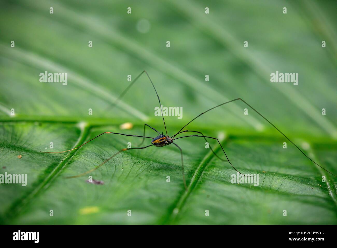 Eine Spinne auf einem Blatt Stockfoto