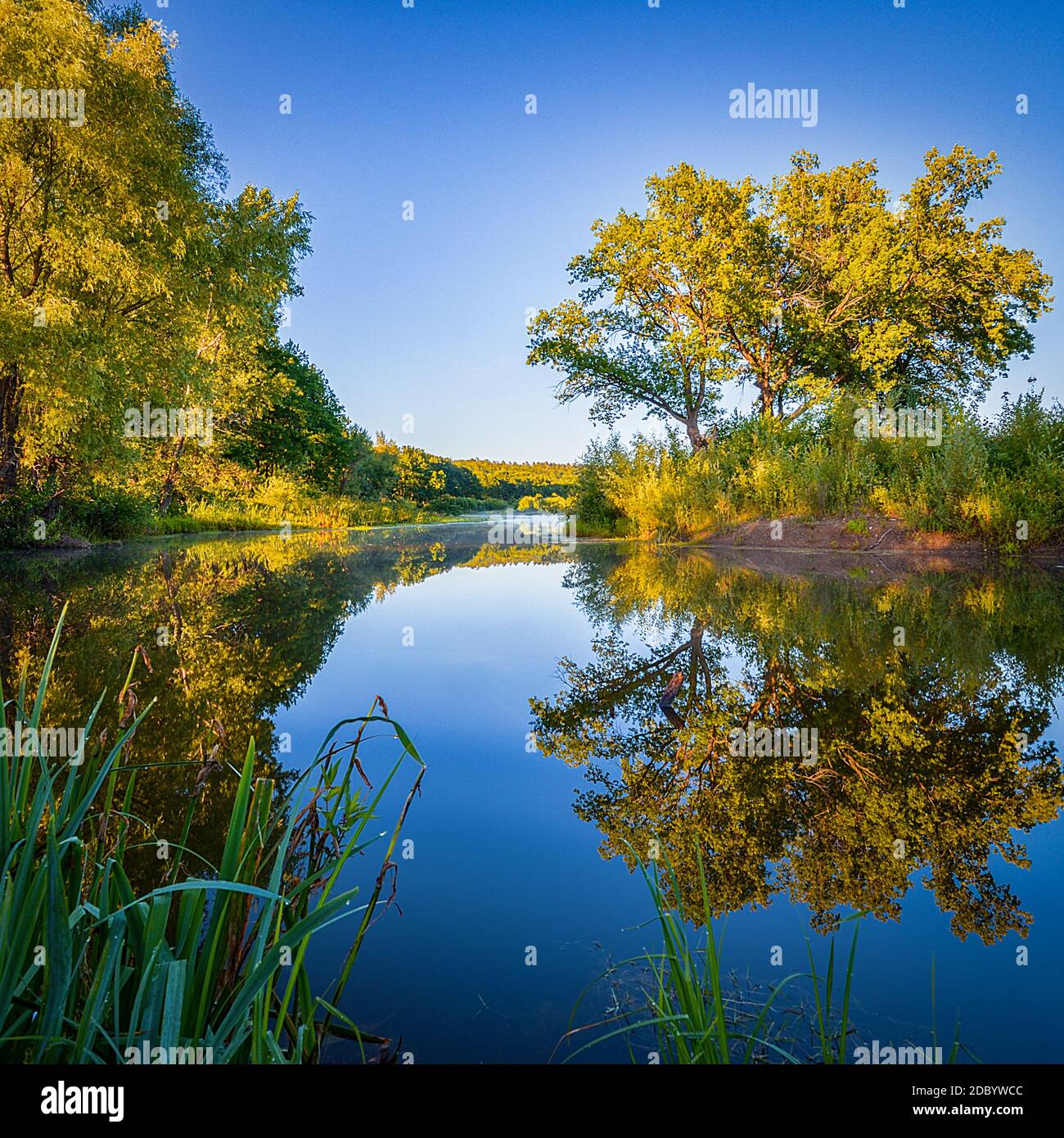 Morgen an der Flussküste, spiegeln sich Bäume im kristallklaren Wasser, auf dem Fluss über dem Wassernebel. Ländliche Naturlandschaft für Bildschirmschoner, des Stockfoto