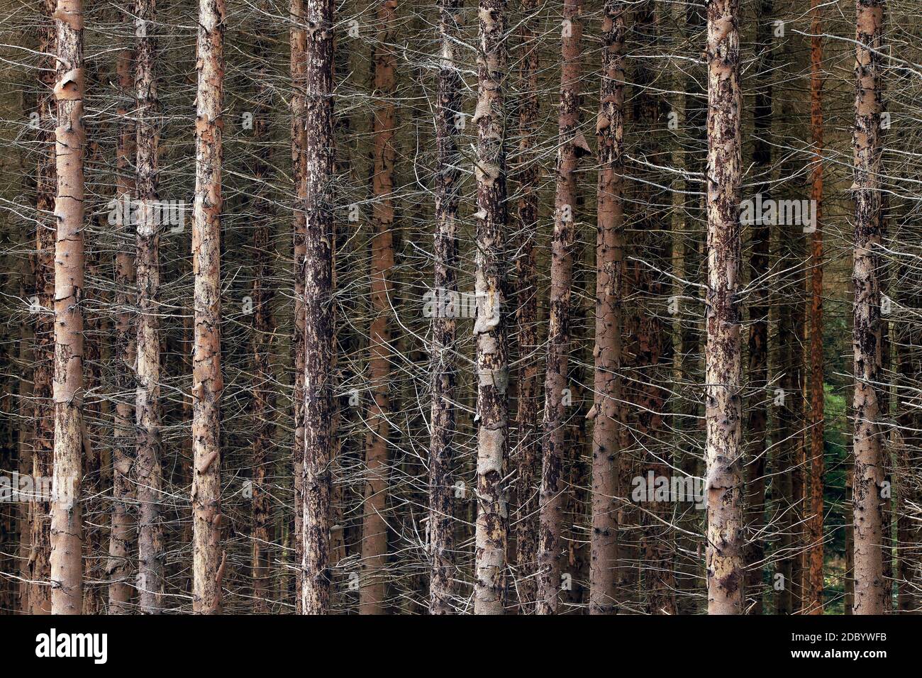 Waldsterben, Niedergang des Waldes, tote Fichten nach Rindenkäferbefall und lange Trockenzeiten Stockfoto