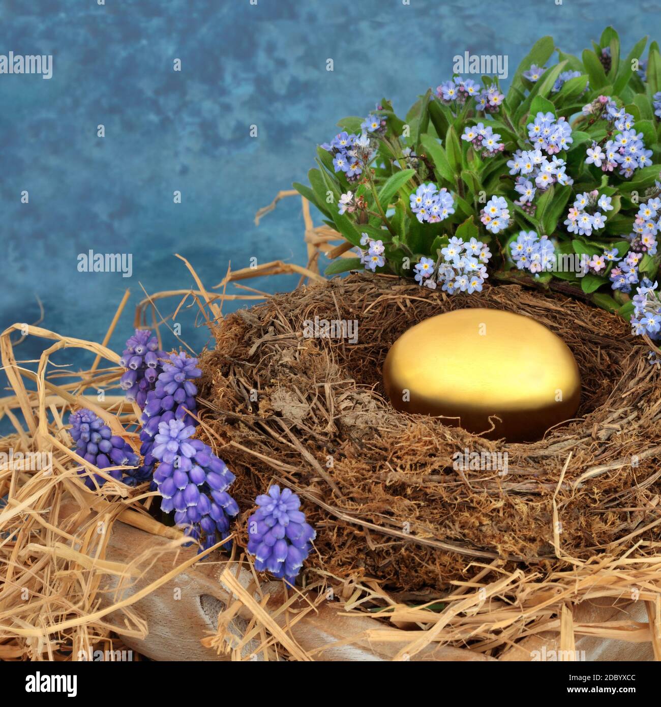 Goldenes Nestei für Ruhestand Konzept mit Goldei in einem natürlichen Nest mit Vergiss mich nicht & Traubenhyazinthen Blumen auf meliertem blauem Hintergrund. Stockfoto