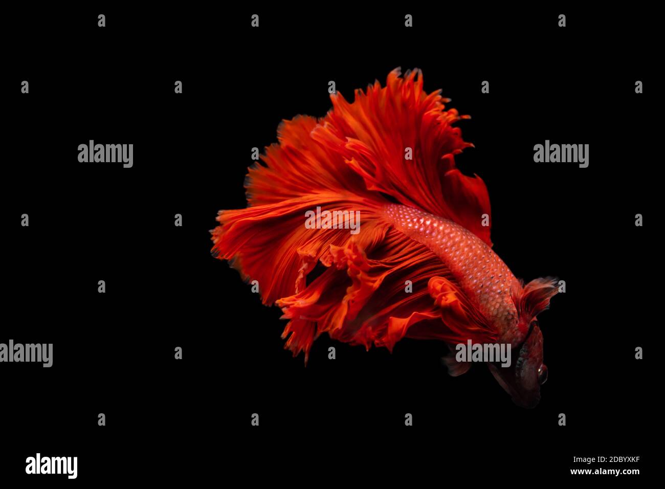 Rot Siam Kampf Fisch Betta splendens, auf schwarzem Hintergrund, Betta Phantasie Koi Halfmoon Plakat Stockfoto