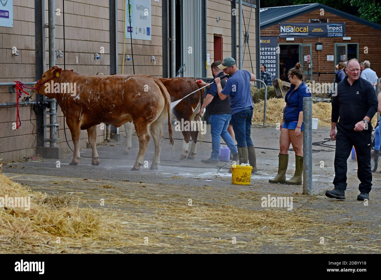 Builth Wells, Großbritannien. Juli 2019. Rinder werden bei drückenden Temperaturen bei der 100. Royal Welsh Show heruntergeschüttelt. Stockfoto