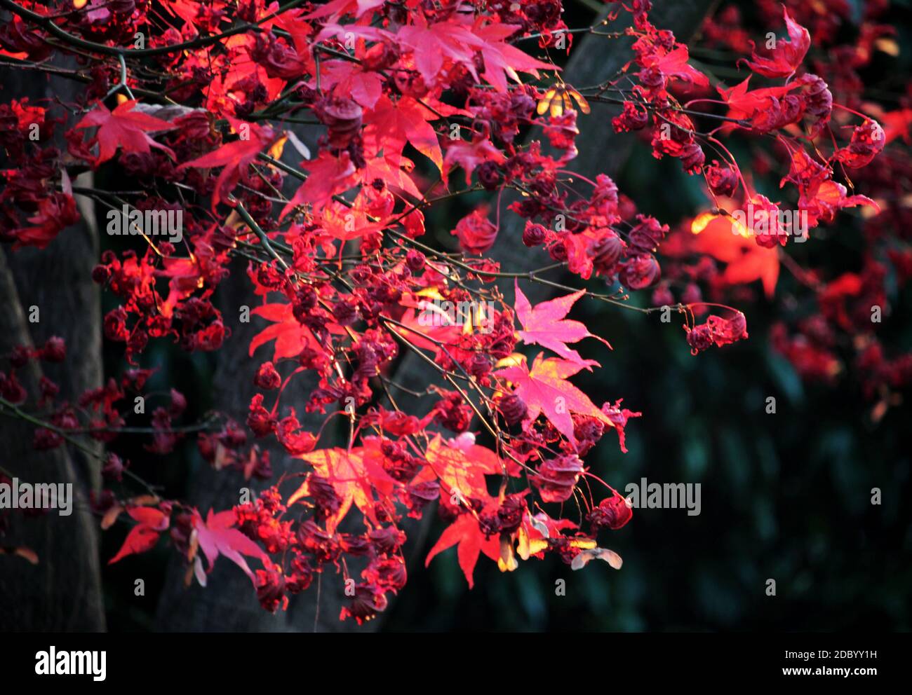 Herbstblätter, Steinstruktur, Rosmarin, weiße Rosen, Heidekraut, immergrüne Blätter, Ahornblätter. Eine Serie von Herbstbildern aus dem Garten, um Schönheit auszudrücken. Stockfoto