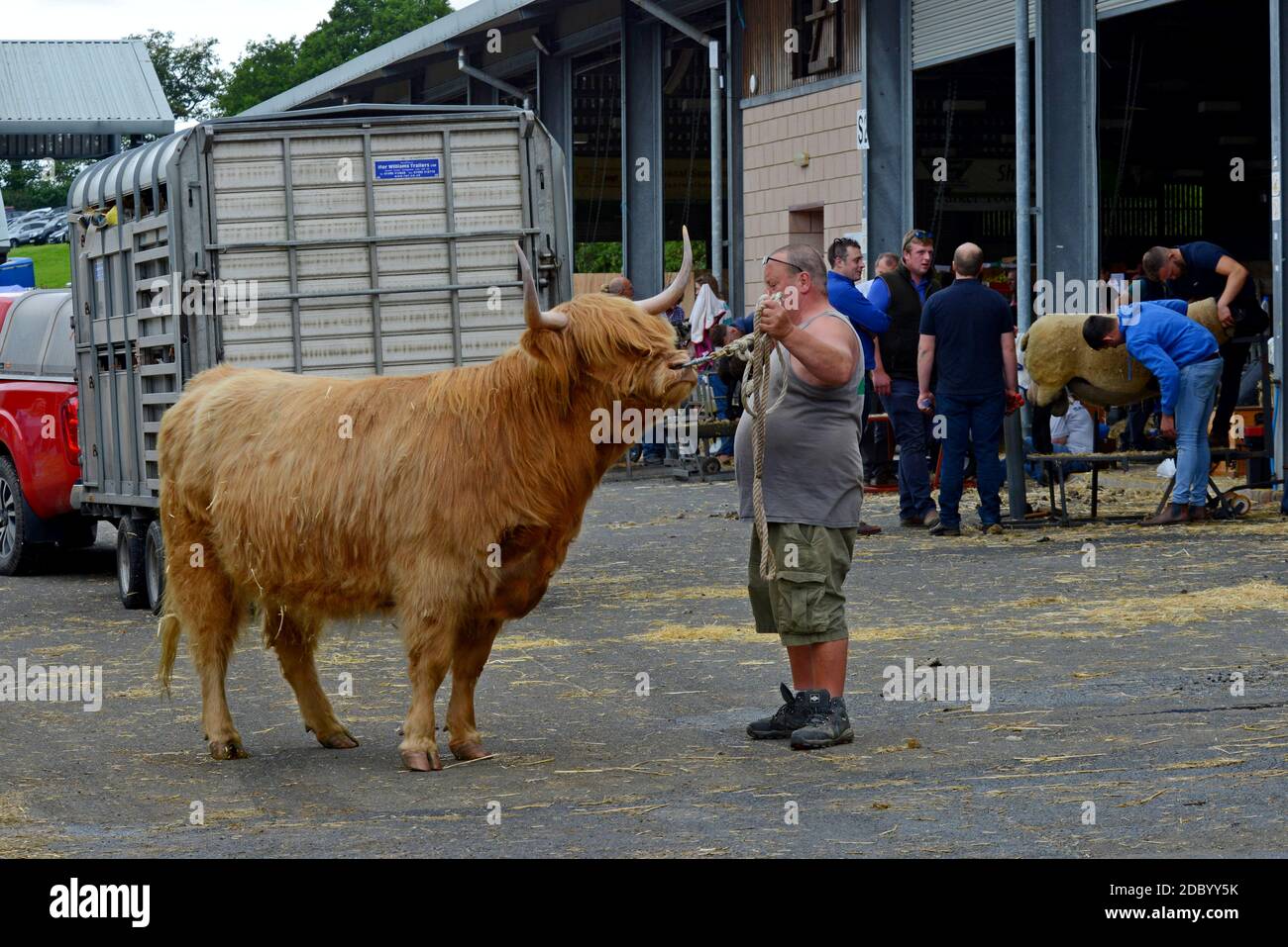 Ein Landwirt führt seinen Highland Prize Breed Bullen in die Rinderschuppen bei der 100. Royal Welsh Show, Juli 2019 Stockfoto