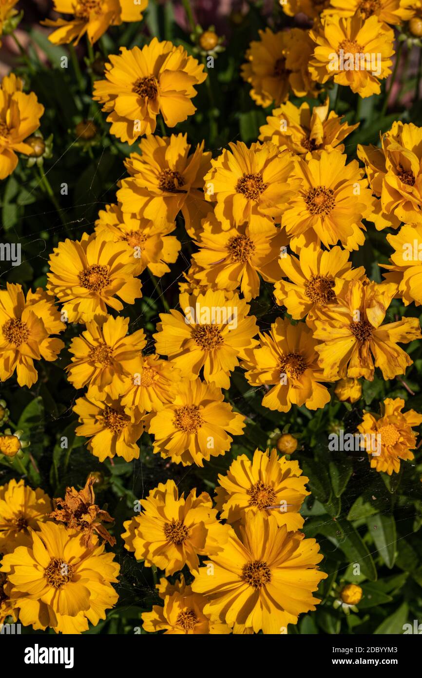 Große Gruppe von gelben Blüten der Lanze-leaved coreopsis (Coreopsis lanceolata) auf Blumenbeet Stockfoto