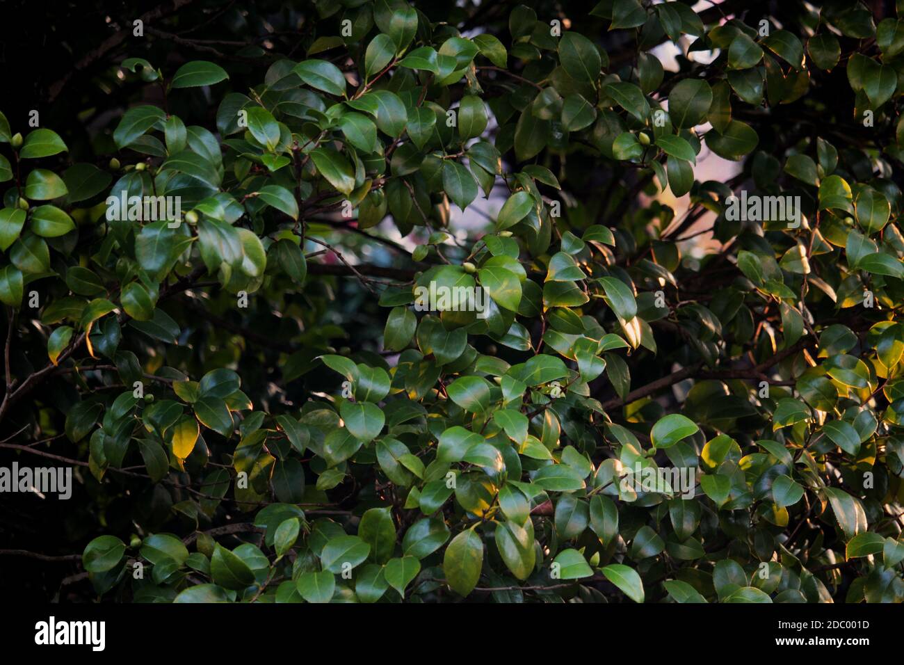 Herbstblätter, Steinstruktur, Rosmarin, weiße Rosen, Heidekraut, immergrüne Blätter, Ahornblätter. Eine Serie von Herbstbildern aus dem Garten zum Ausdruck bringen tbeauty. Stockfoto