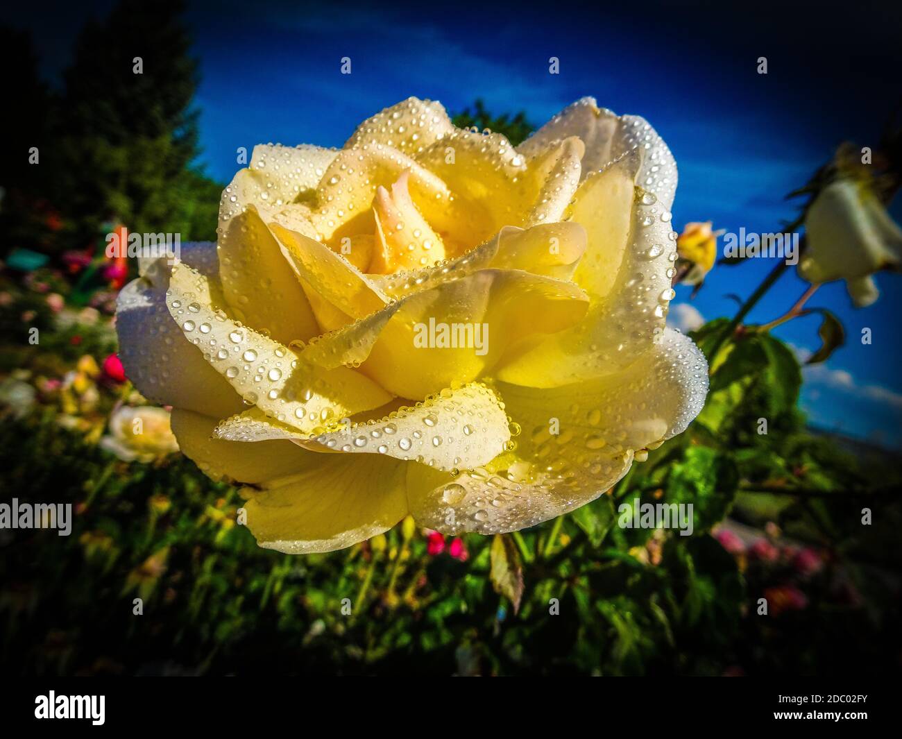 Schöne Rosen mit Wassertropfen Stockfoto