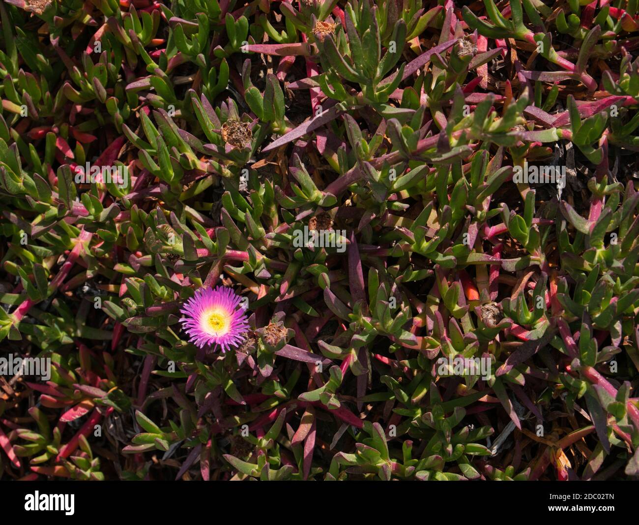 Dicht wachsende Sukkulenten mit einer violetten Blüte im Westen Küste der USA Stockfoto