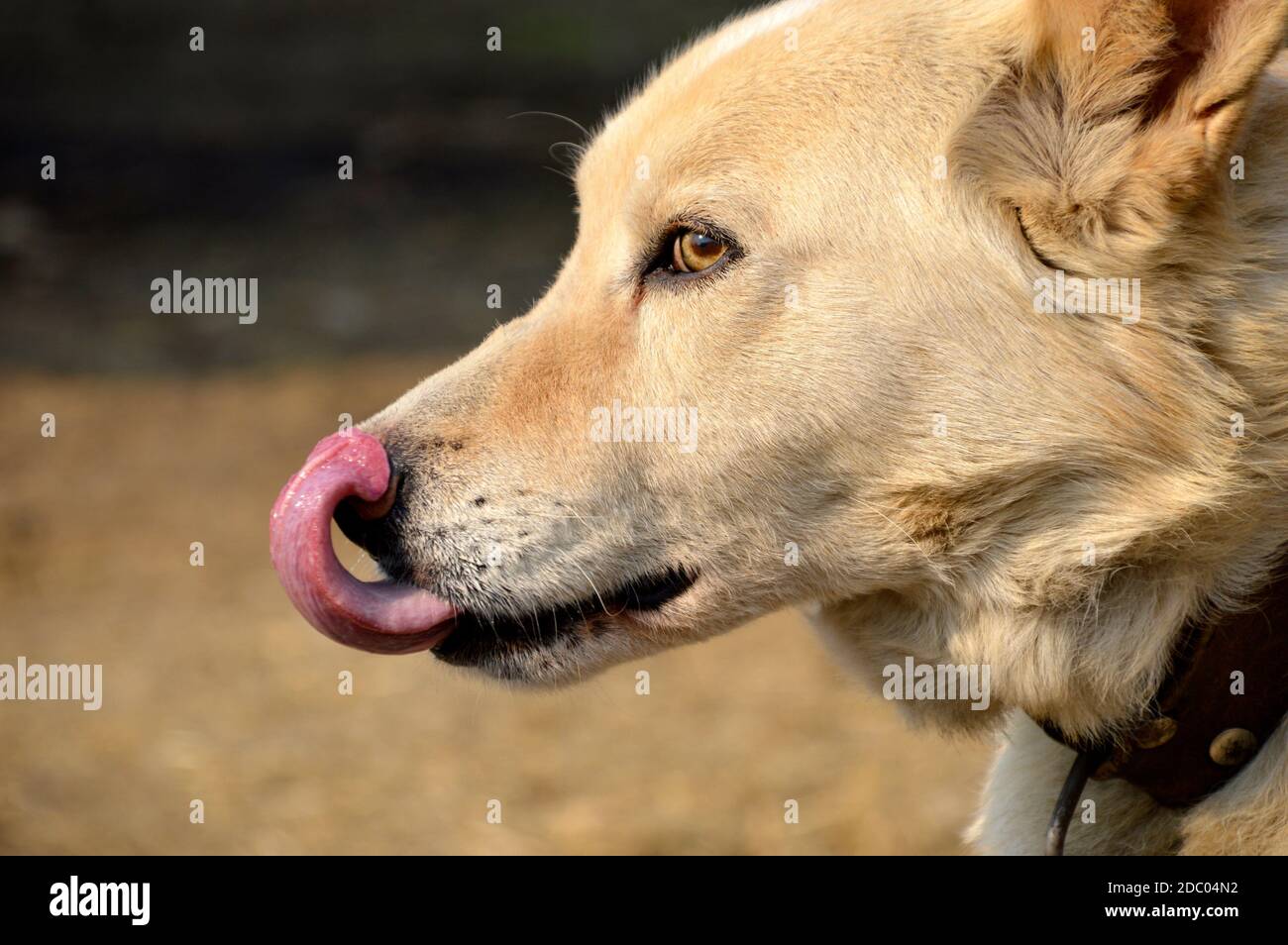 Porträt eines leckerenden hellbraunen Hundes. Nahaufnahme Seitenansicht Stockfoto