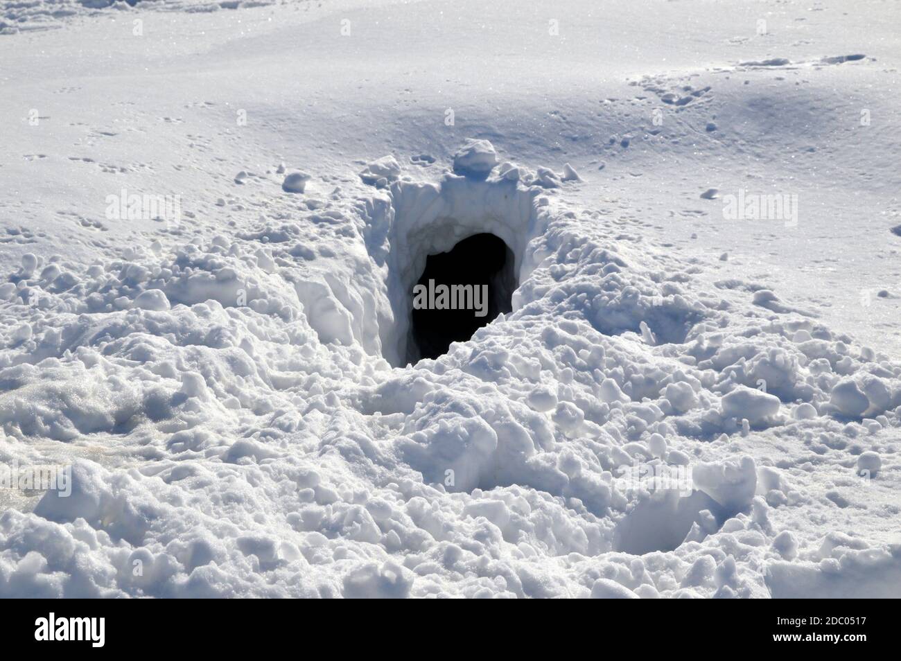 Eingang zum Fuchsloch im Schnee. Russland Stockfoto