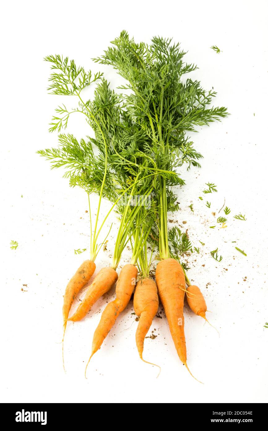 Ein paar Karotten auf weißem Hintergrund Stockfoto