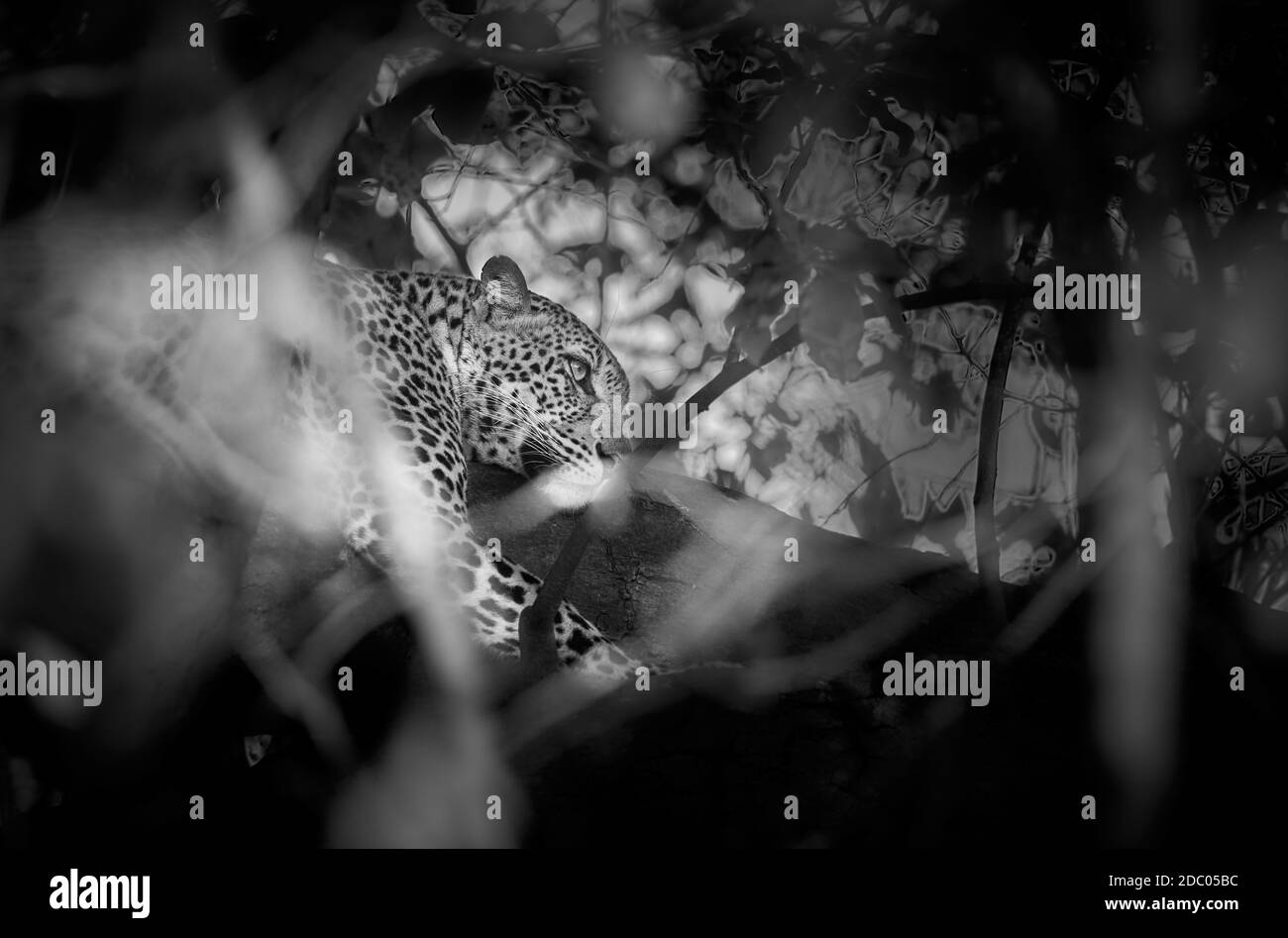 Leopard (Panthera pardus) liegt in einem Baum, South Luangwa National Park, Mfuwe, Sambia, Afrika Stockfoto