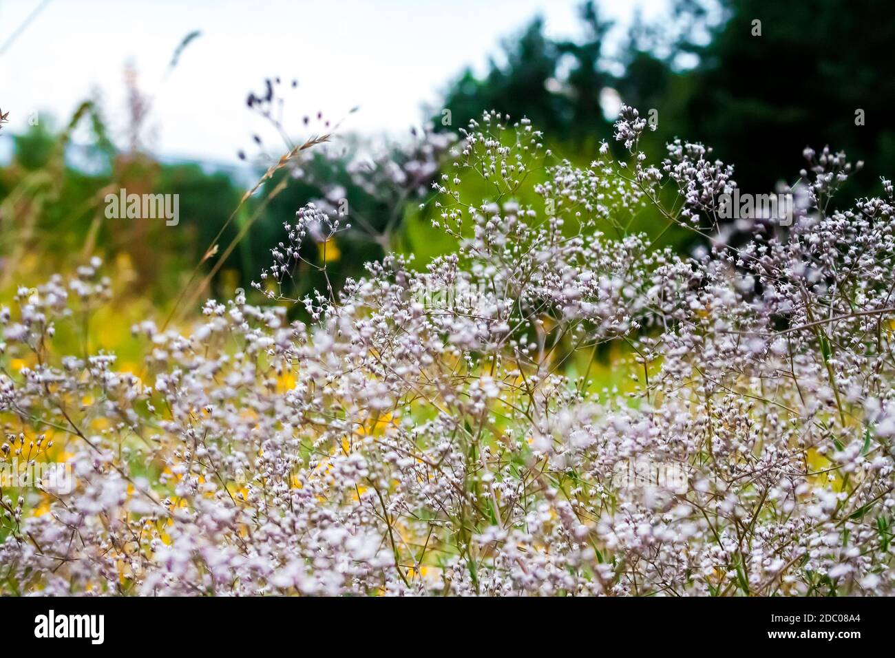 Nahaufnahme des wilden Gypsophila (auch bekannt als Baby's Atem, oder babe Atem) Blumen auf unscharfen sommer wiese Hintergrund Stockfoto