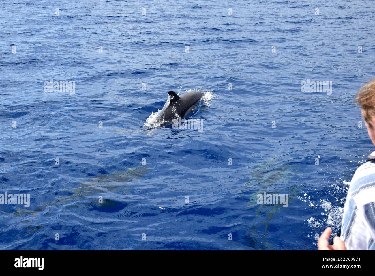 Ein häufiger Delfin (Delphinus delphis) im atlantischen Ozean in der Nähe des Bootes. Zwei Delfine unter Wasser. Eine Person auf der rechten Seite. Walbeobachtung in Madei Stockfoto