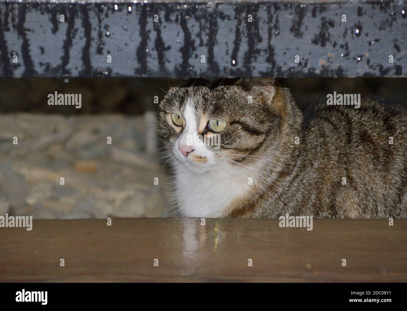 Tabby junge Katze versteckt sich vor dem Regen unter der Veranda Des Hauses Stockfoto