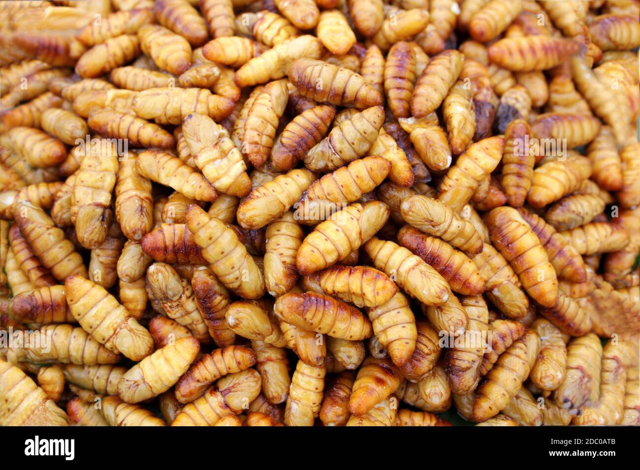 Gebratene Insekten eiweißreiche Nahrung, Bambuswurm Insekt knusprig mit Sauce Stockfoto