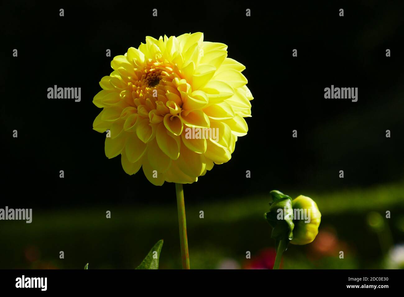 Gelb blühende Dahlien Stockfoto