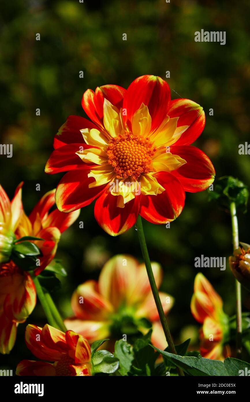 Rot orange blühende Dahlien Stockfoto
