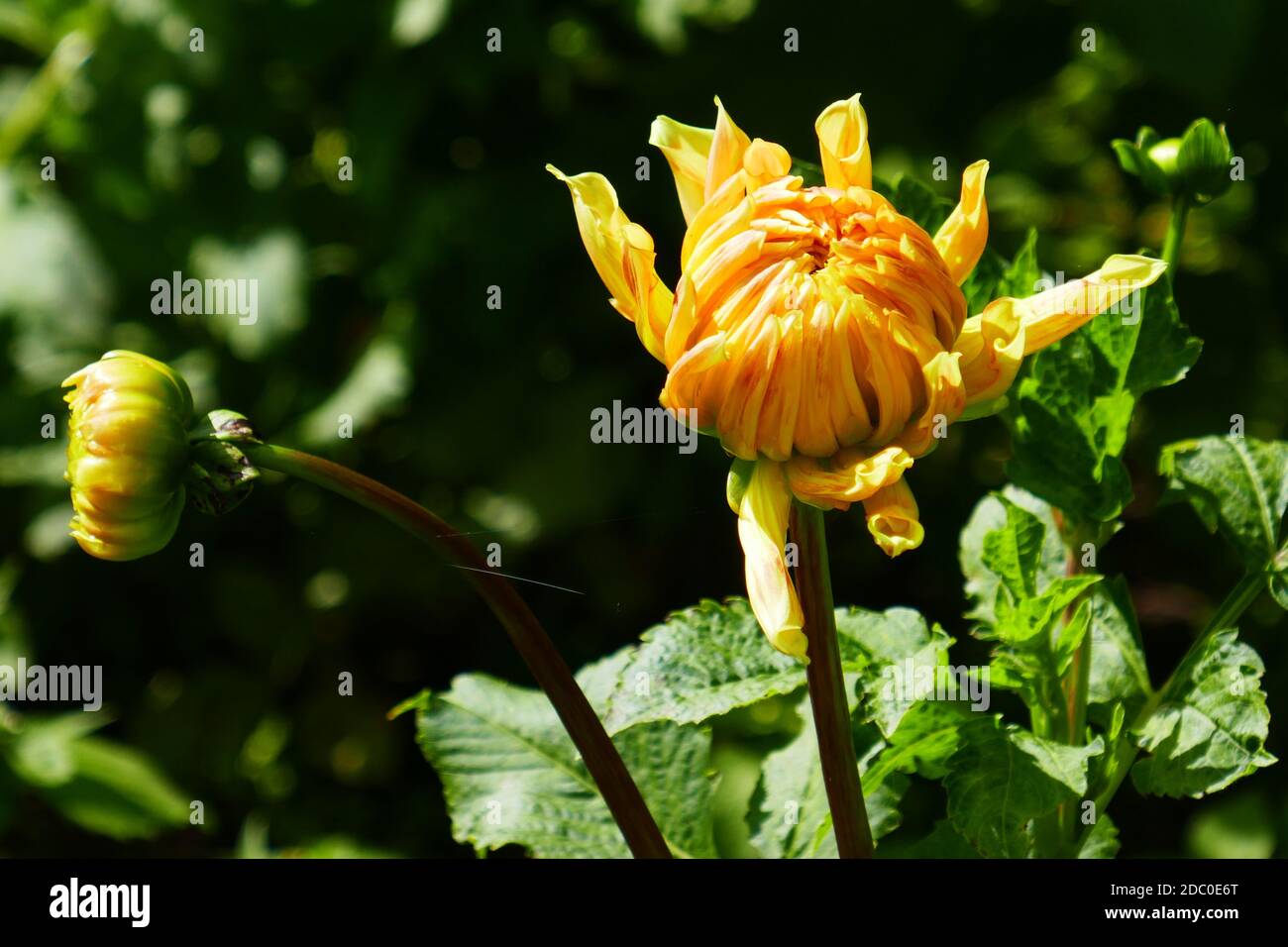 Gelb blühende Dahlien Stockfoto