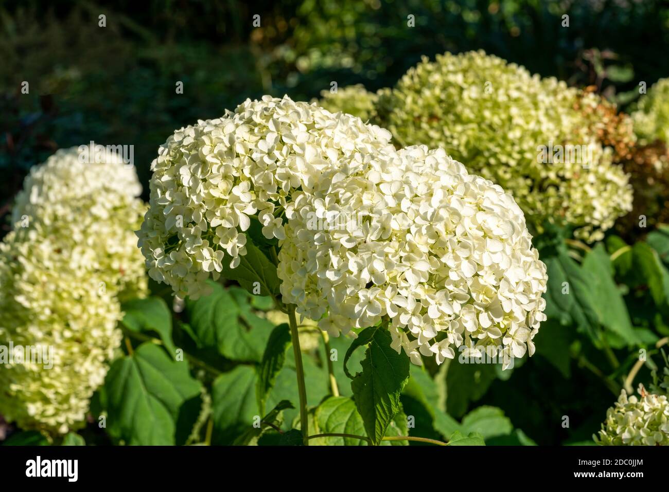 Hortensia arborescens 'Annabelle' eine Sommerblume kleine weiße Strauchpflanze Allgemein bekannt als glatte Hortensien Stock Foto Bild Stockfoto