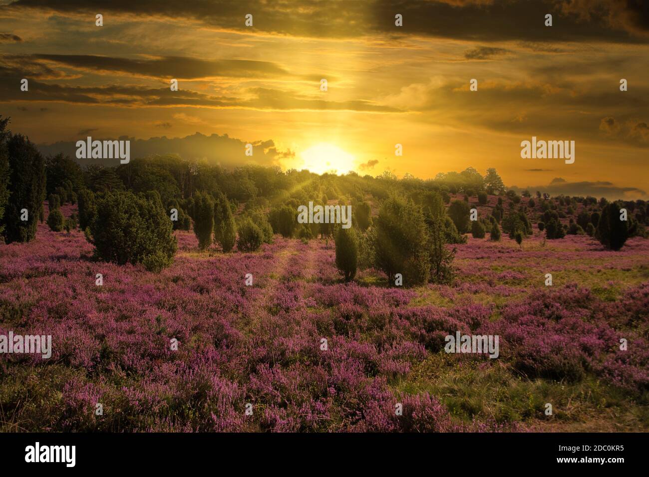 Sonnenaufgang Sonnenuntergang in der LÃ¼neburg Heide Stockfoto