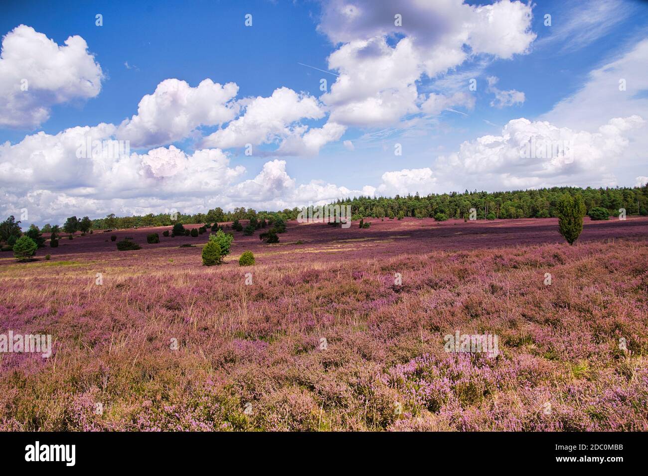 Die Heide blüht in der LÃ¼neburg Heide Stockfoto