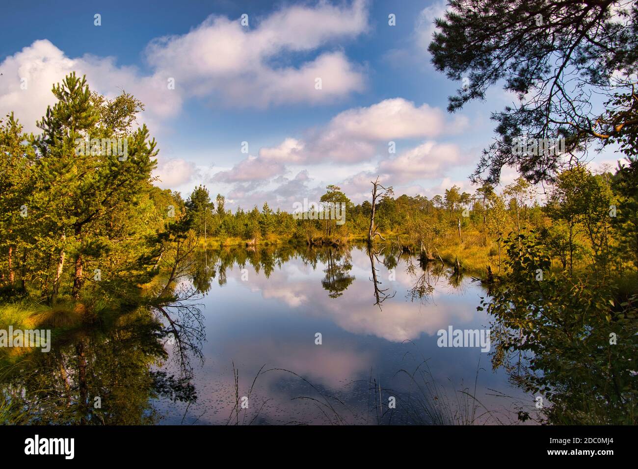 Die Heide blüht in der LÃ¼neburg Heide Stockfoto