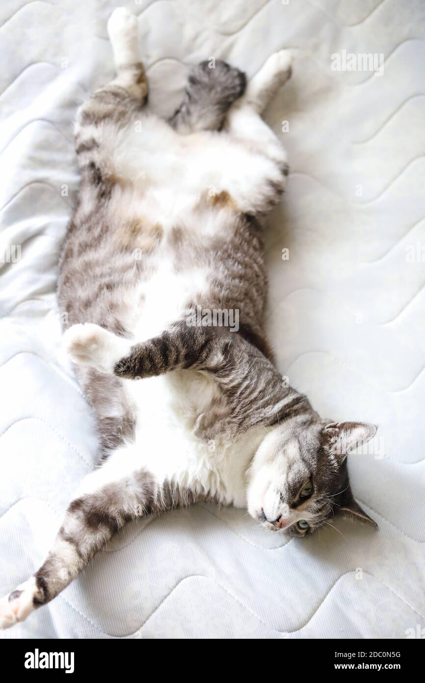 Weiß und grau gestromte Katze mit weißen Socken Ihr Rücken auf dem Bett Stockfoto