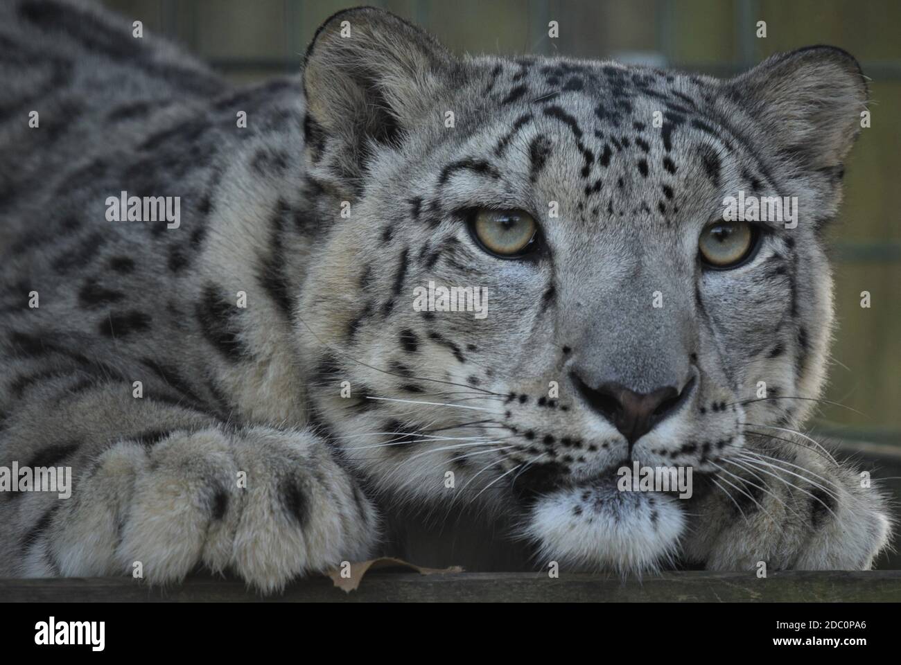 'snow Leopard', 'Gesicht und Pfoten', 'Big cats Eyes', 'Looking At You', 'Wildlife Conservation', 'Asian big CAT', 'Carnivore', 'Interested' Stockfoto