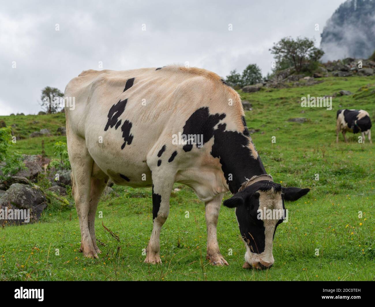 Milchkuh auf einer Alm Stockfoto