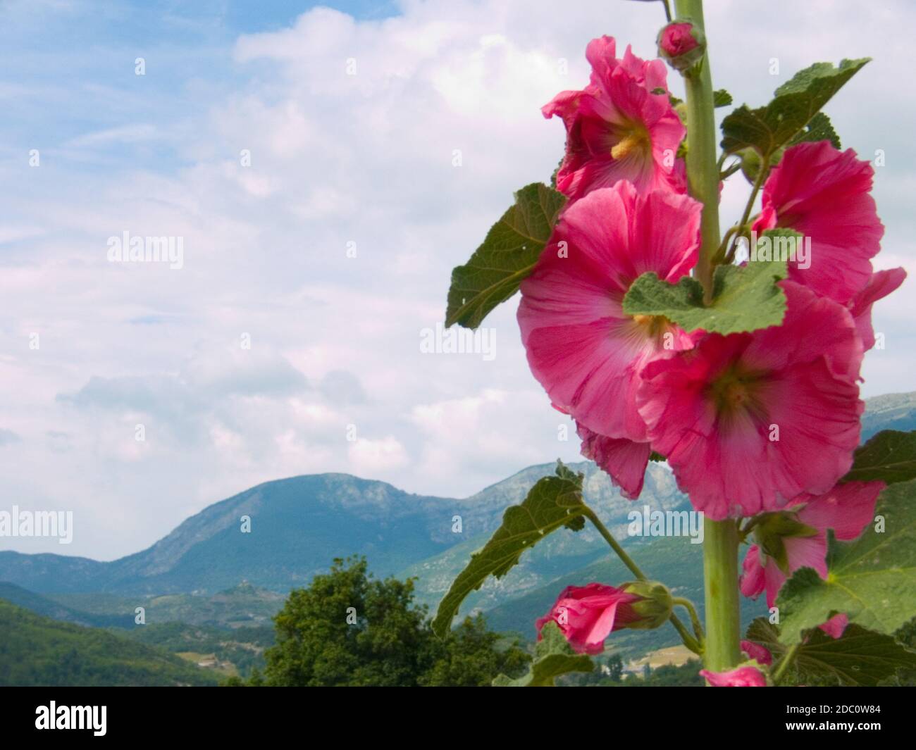 Alcea Rosea, Drome, Frankreich Stockfoto