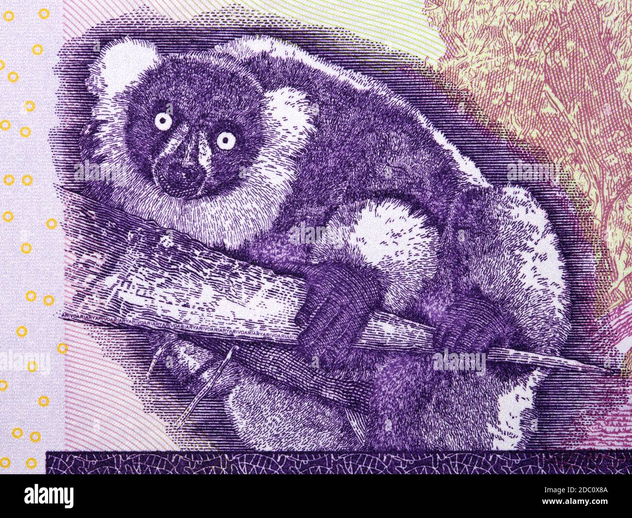 Schwarz-weiß geraffter Lemur aus Madagaskar-Geld Stockfoto