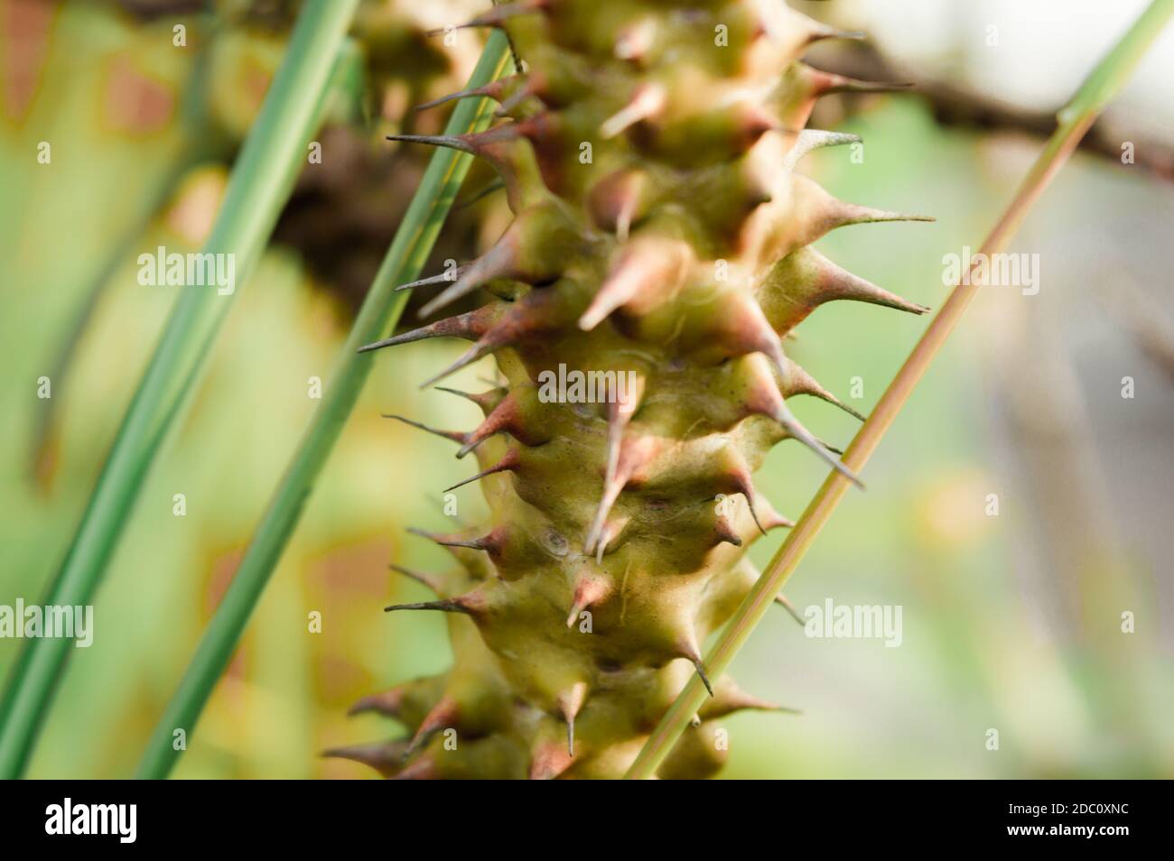 Nahaufnahme von Stacheldorn und Nadel Teil der Euphorbia Milii Krone der Dornen Kaktus Pflanze im Sonnenlicht. Selektiver Fokus. Es ist eine stachelige Sträucher und Stockfoto