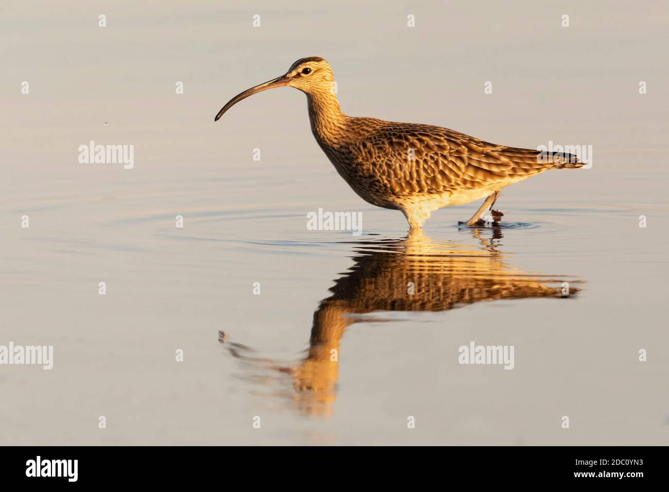 Eurasischer Whimbrel - Numenius phaeopus Stockfoto