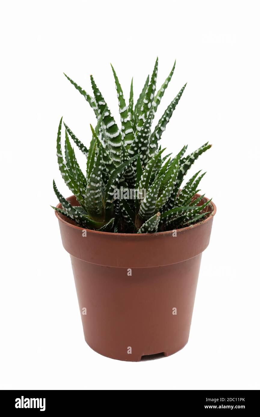 Eine Zebrapflanze (Haworthia fasciata), in einem braunen Topf und auf weißem Hintergrund. Stockfoto